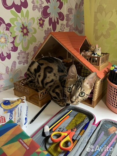 Бенгальского кота продам