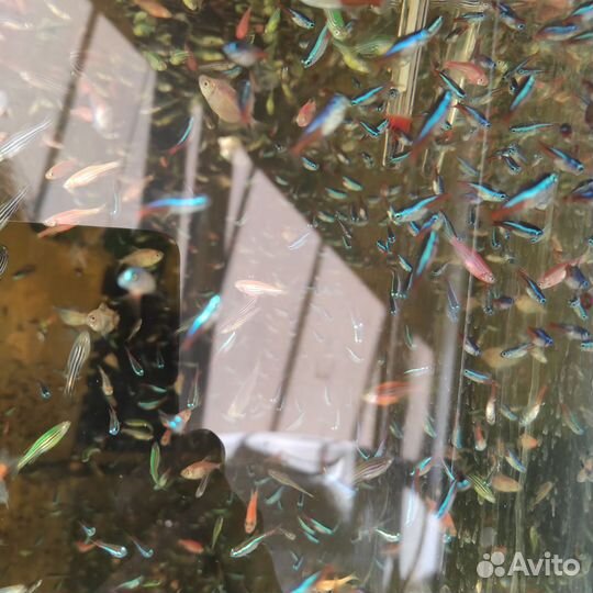 Аквариумные рыбки