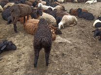 Курдючные бараны ов�цы для Курбан байрам