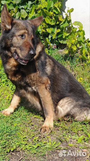 Передержка для собак