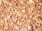 Пшеница в мешках по 35 кг