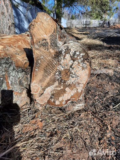 Берёза для поделок, от 50см