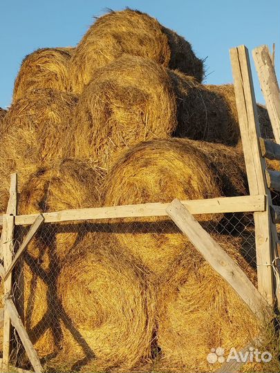 Продаем сено