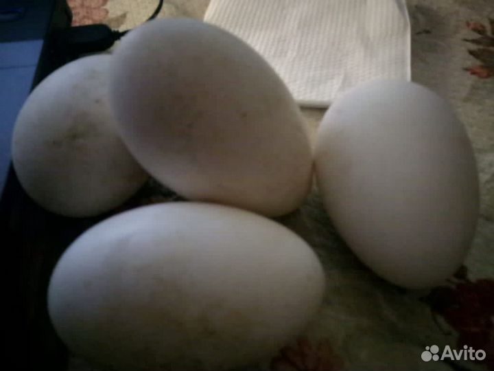 Яйцо гусиное домашнее для инкубации