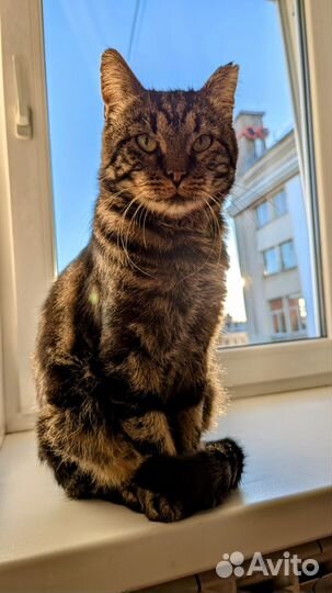 Котик Тайсон в добрые руки