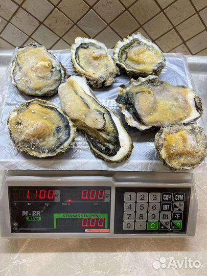 Устрица на створке