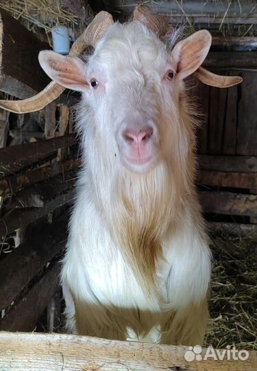 Козел зааненский