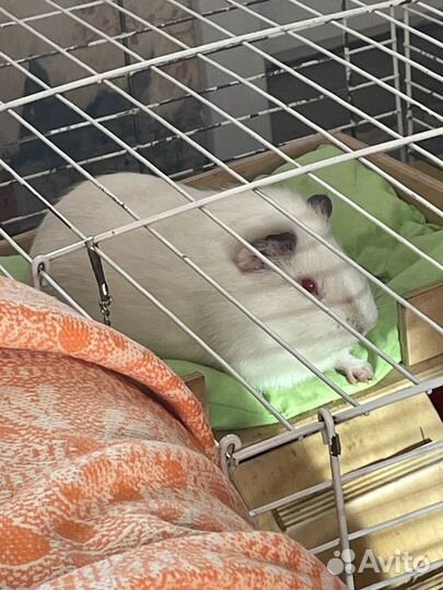 Морская свинка