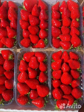 Виноград на вино