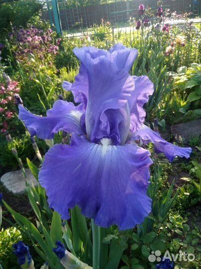 Ирисы,пионы, анемон, лилейник