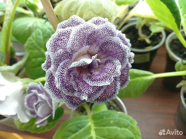 Цветущие глоксинии