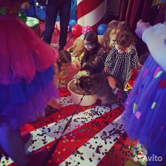 Енотик на праздник