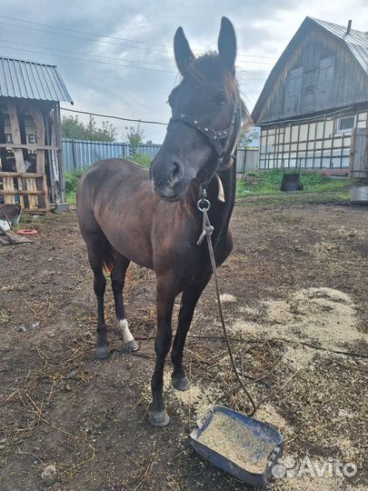 Продам лошадь