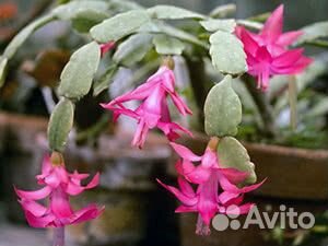 Цветы комнатные