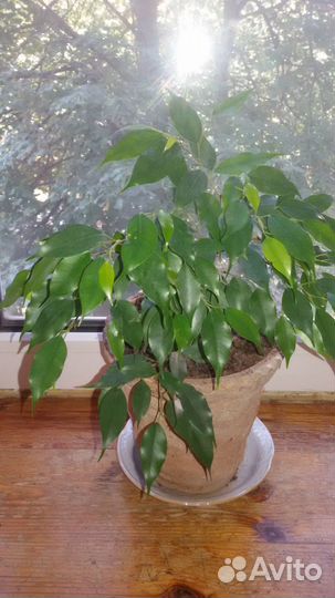 Фикус Бенджамина