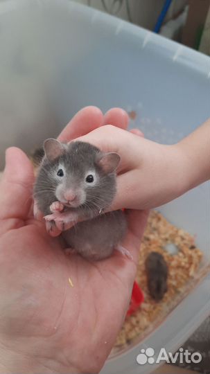 Сирийский хомяк