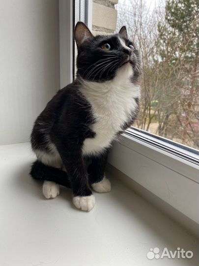 Котенок в добрые руки