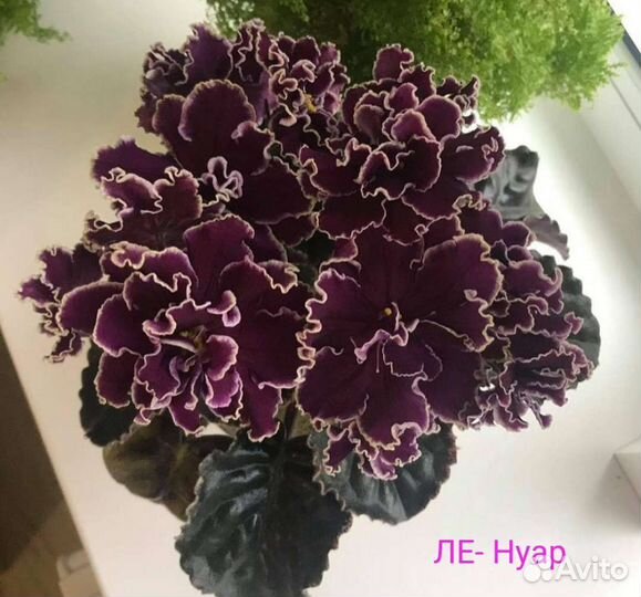 Сортовые фиалки