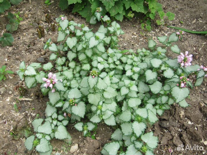 Яснотка почвопокровная