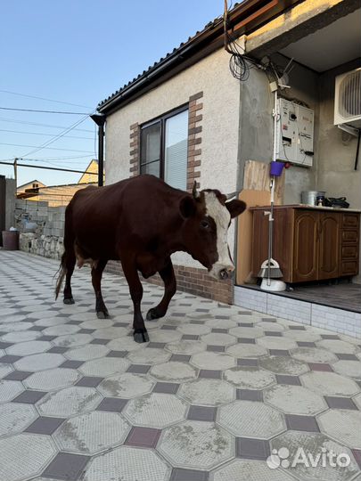 Корова с теленком