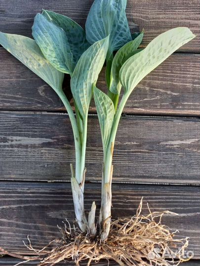 Хосты Киви Фул Монти и Стриптиз