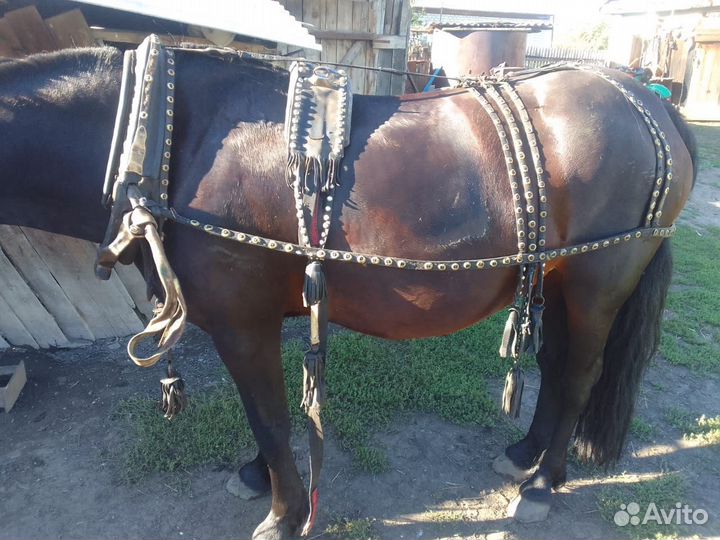 Продам сбрую