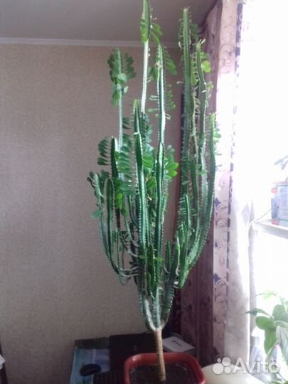 Кактус молочай треугольный