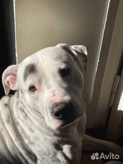 Стаффорд вязка