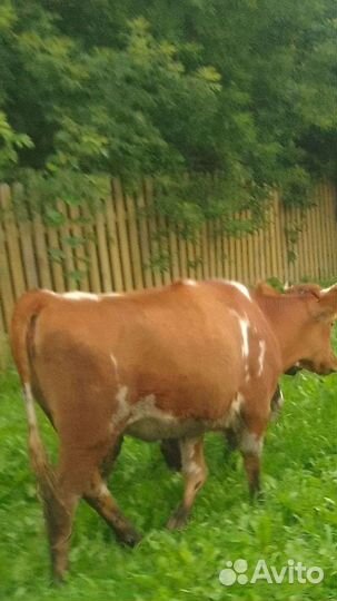 Бык и телка