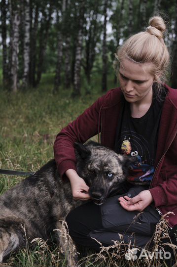 Передержка, зооняня