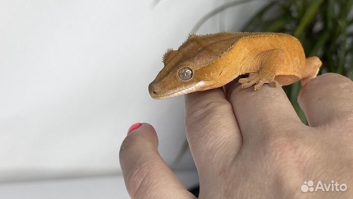 Бананоед Patternless самец