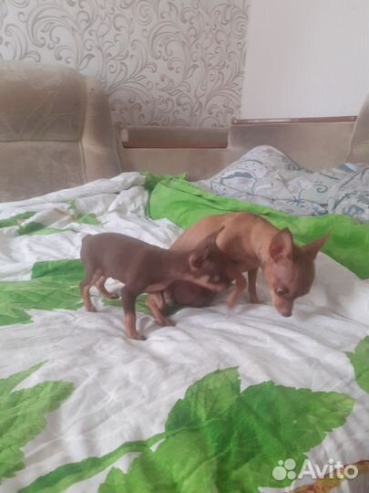 Мини той-терьер