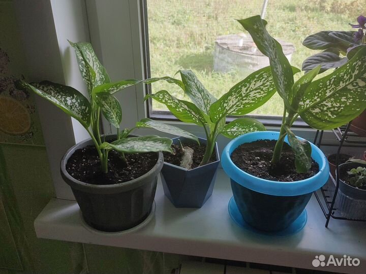 Диффенбахия, молочай