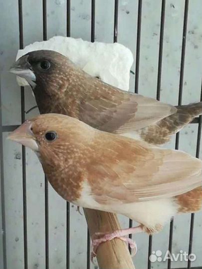 Амадины разные