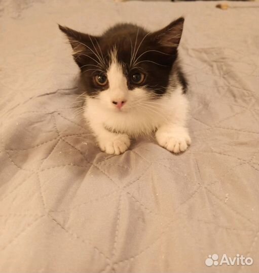 Анфиса и Майя