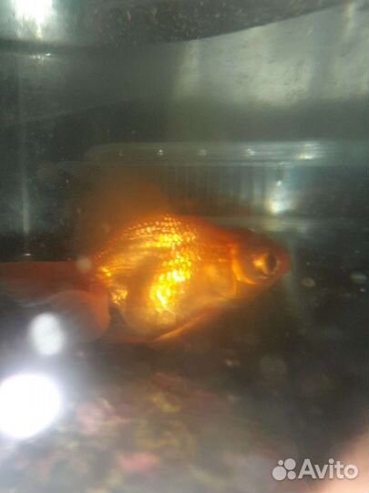 Рыба для аквариума