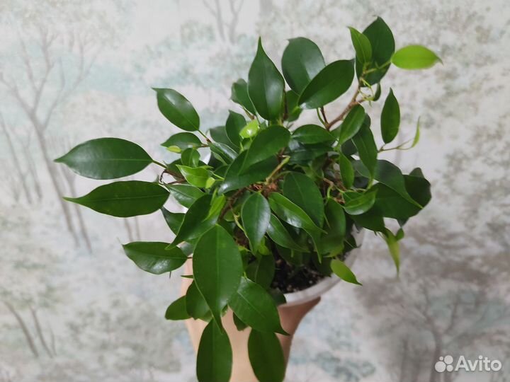 Бенджамина