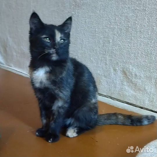 Кошка в дар