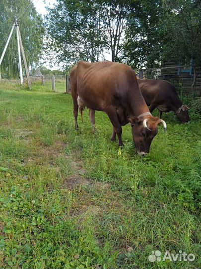 Корова дойная