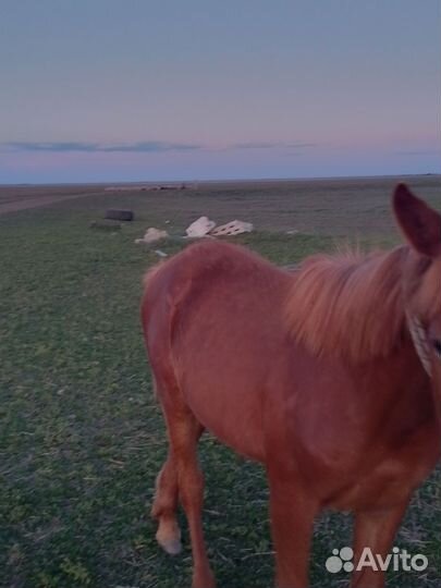 Жеребчик годовалый