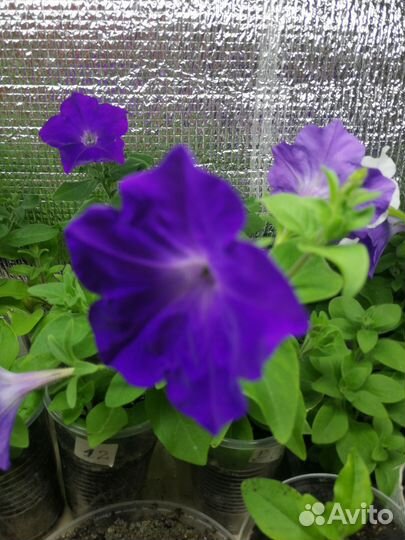 Ампельная сортовая петуния