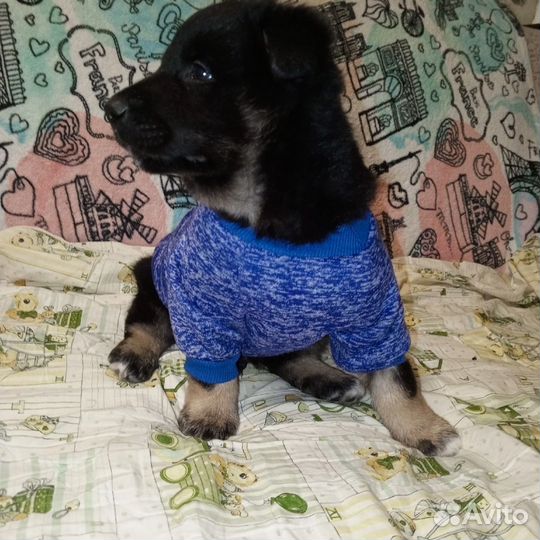 Айрон в дар