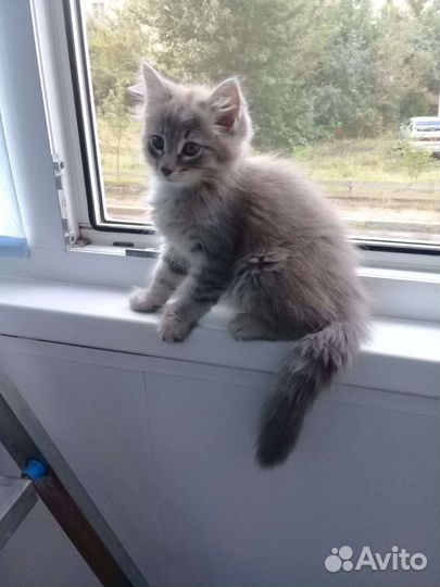 Котики бесплатно