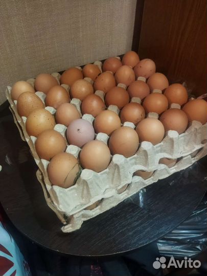 Домашние куриные яйца