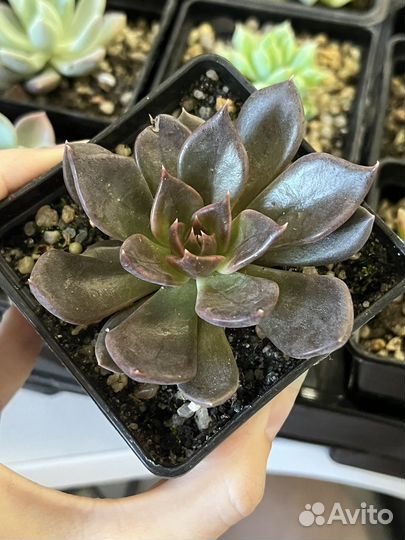 Суккуленты