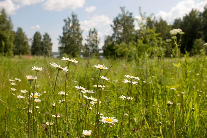 Участок 7,5 сот. (СНТ, ДНП)