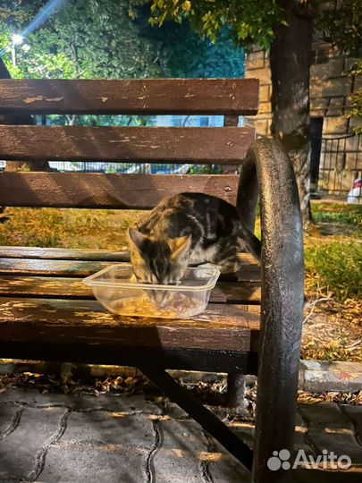 Бенгальский котенок, кот метис