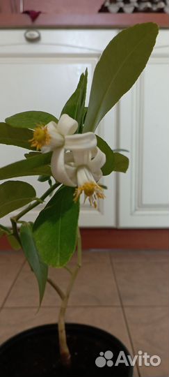 Лимонное дерево