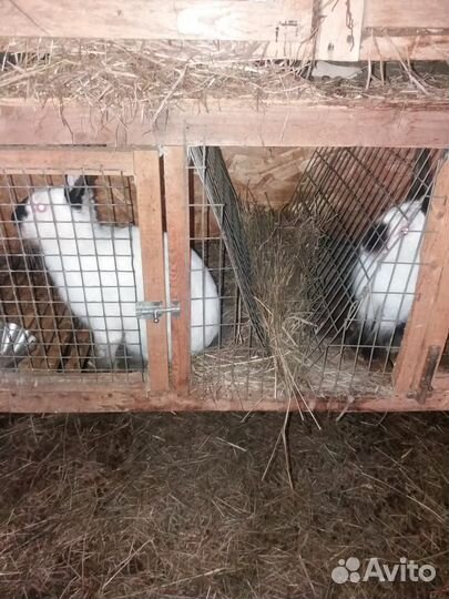 Продается самец