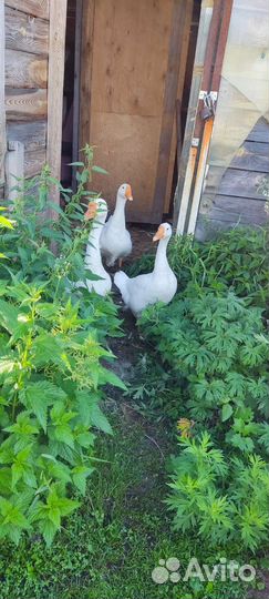 Семья гусей